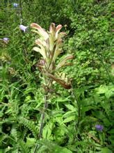 白氏馬先蒿 白氏馬先蒿