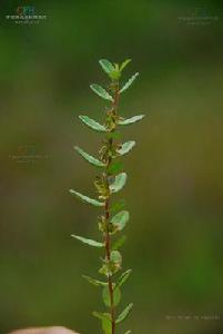 小花遠志 小花遠志