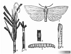 甘蔗白螟 甘蔗白螟