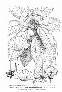 普格杜鵑 普格杜鵑