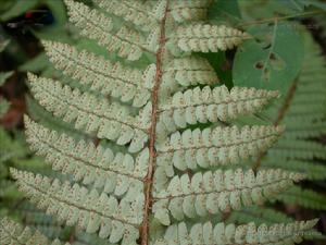 假黑鱗耳蕨 假黑鱗耳蕨