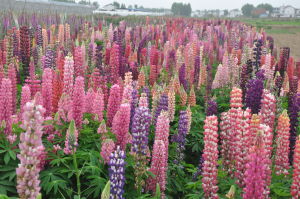 多年生宿根品種（羽扇豆）