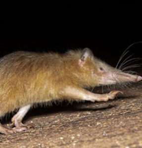 海地溝齒鼩 海地溝齒鼩