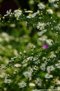 柳葉白菀[植物]