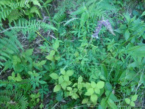 弧隔鼠尾草亞屬