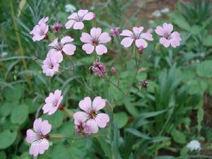 宿根霞草 宿根霞草