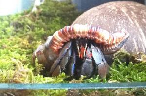 深紫寄居蟹 深紫寄居蟹