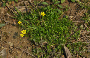 肉根毛茛 肉根毛茛