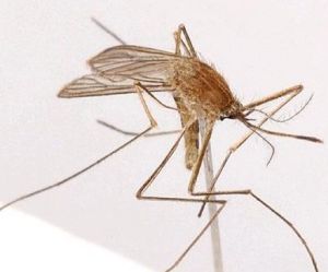 迷走庫蚊 迷走庫蚊