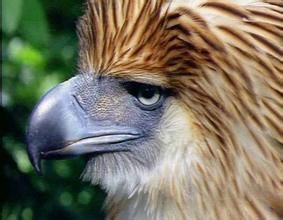 菲律賓老鷹 菲律賓老鷹