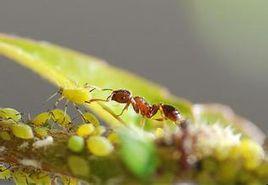 螞蟻“牧人” 螞蟻“牧人”