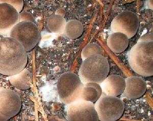 信豐草菇 信豐草菇