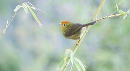 紅額穗鶥 紅額穗鶥