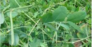 大山黧豆 大山黧豆