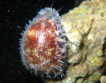 阿拉伯寶螺（活體）