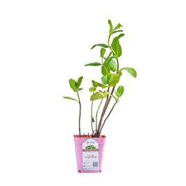 mint[唇形科植物]