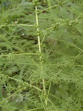 玉帶天門冬 玉帶天門冬