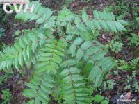 阿里山十大功勞 阿里山十大功勞