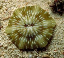 沃恩蕈珊瑚 沃恩蕈珊瑚