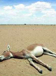 奄奄一息 奄奄一息