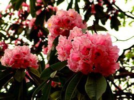 貢嘎山杜鵑 貢嘎山杜鵑