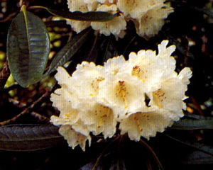 凸葉杜鵑 凸葉杜鵑