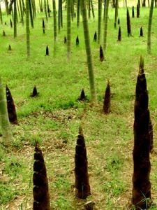 雨後春筍 雨後春筍