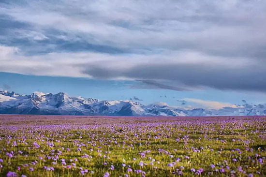 新疆8大花海，總有一個讓你&ldquo;淪陷&rdquo;！