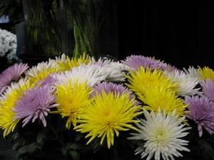 歐洲切花菊品種'Anastasia'