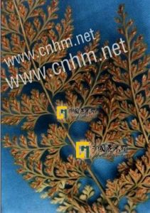 閩浙鐵角蕨 閩浙鐵角蕨