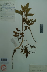 直立茴芹 直立茴芹