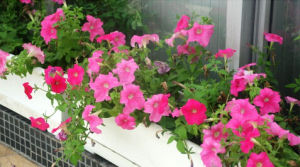 少花荸薺 少花荸薺