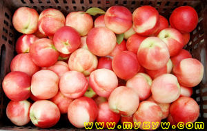 蒙陰果業 蒙陰果業