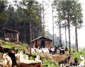 石洞鎮[甘肅省]