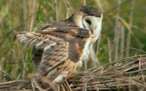 非洲草鴞 非洲草鴞