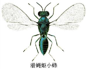 潛蠅姬小蜂 潛蠅姬小蜂