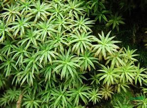 粗厚鳳尾蘚 粗厚鳳尾蘚