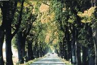 德國林蔭大道 德國林蔭大道