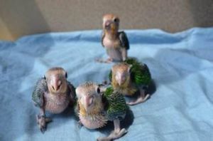 金頭凱克鸚鵡幼鳥