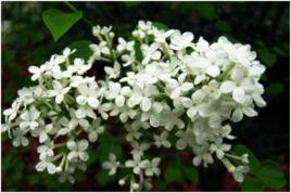 白花丁香