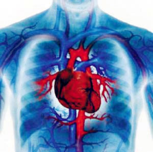 冬眠心肌 冬眠心肌