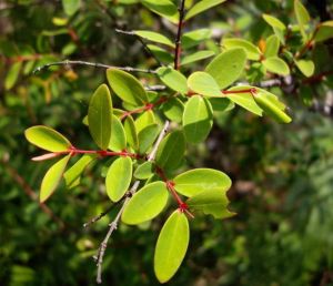 清水金絲桃 清水金絲桃