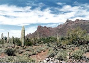 索諾拉沙漠 索諾拉沙漠