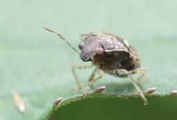 四錨蟲屬 四錨蟲屬