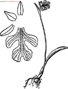 單花無柱蘭 單花無柱蘭