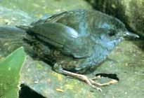 棕肛竄鳥 棕肛竄鳥