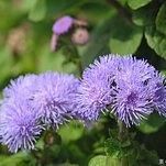 土藿香提取物 土藿香提取物