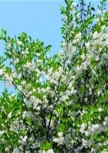 桐葉野茉莉 桐葉野茉莉