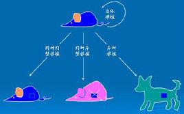 移植免疫學 移植免疫學