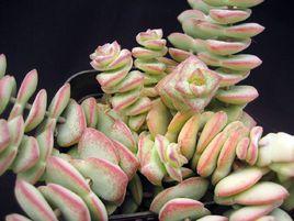 錢串景天 錢串景天